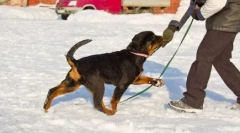 Lista prvih timova koji vrijedi podučavati štene